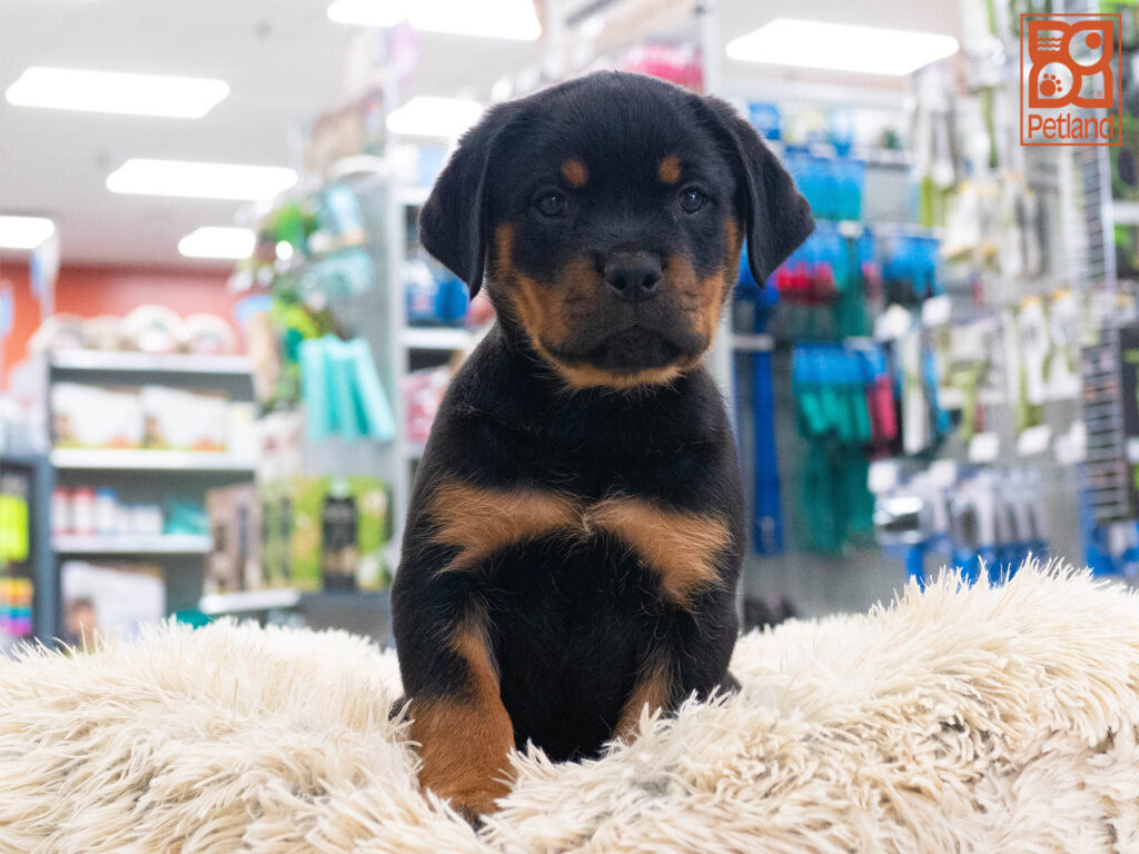 Rottweiler Image #1