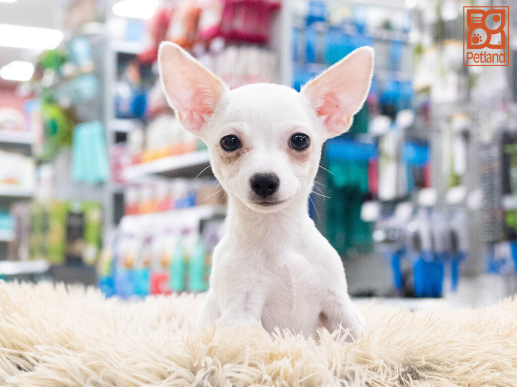 Chihuahua Image #1
