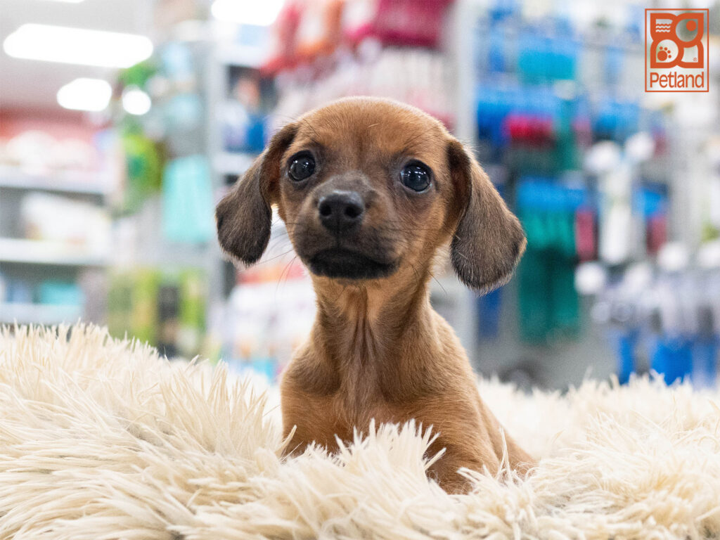 Dachshund Image #1