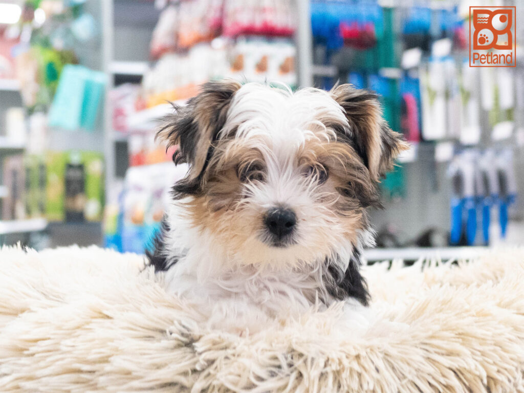 Yorkshire Terrier Image #1