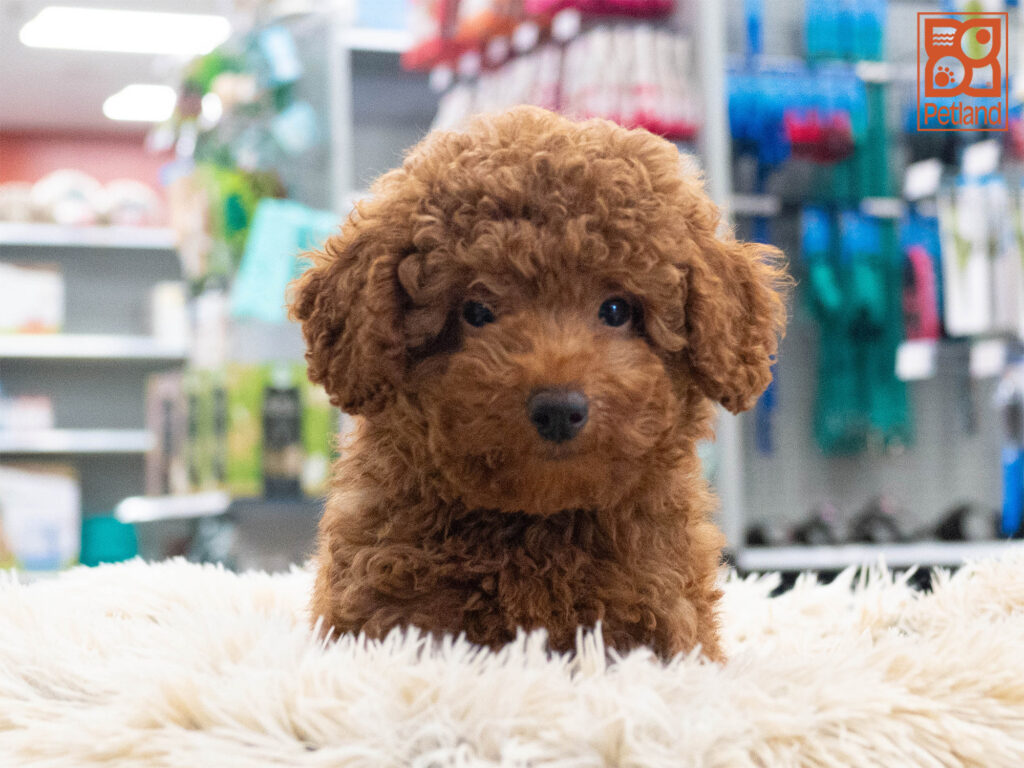 Poodle Image #1