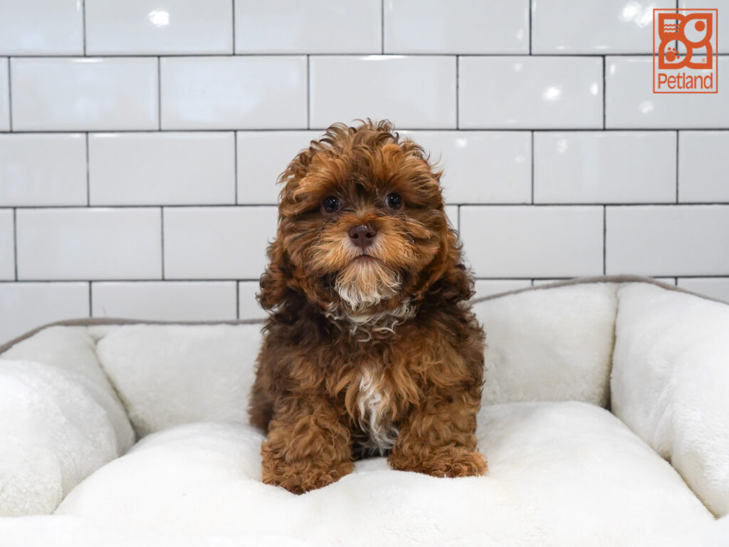 Shihpoo Image #1