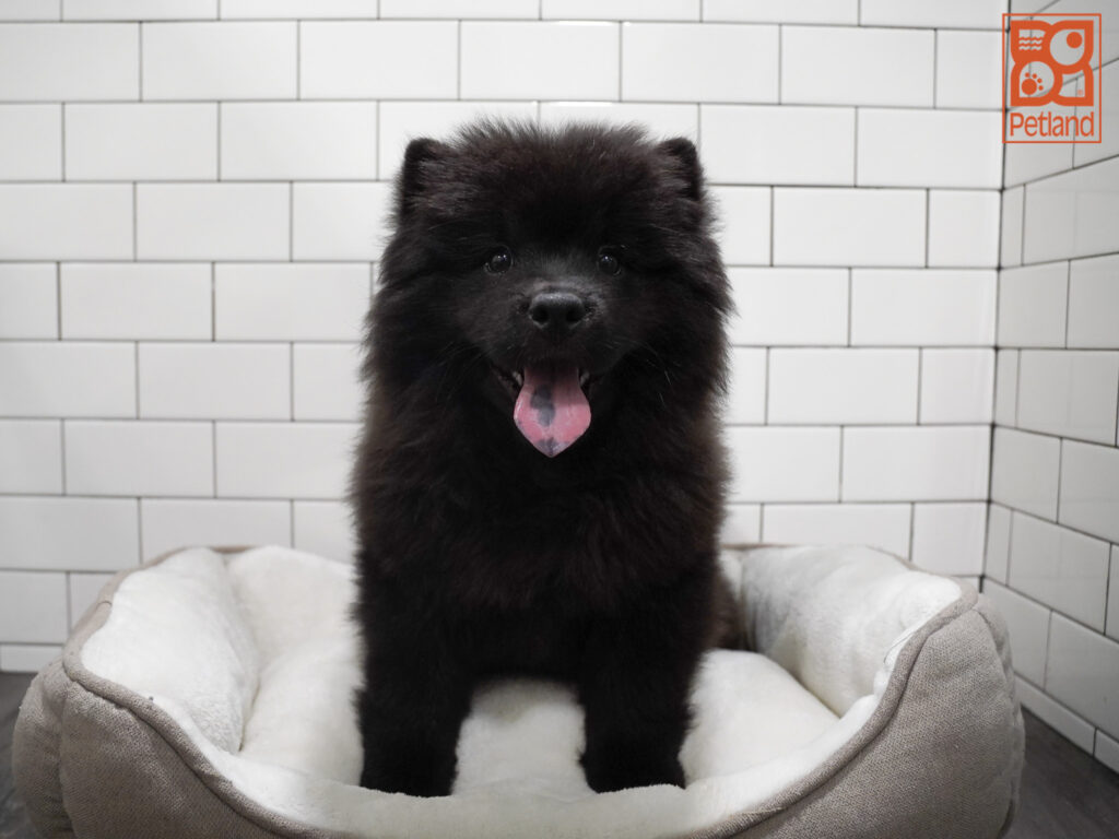 Chow Chow Image #1