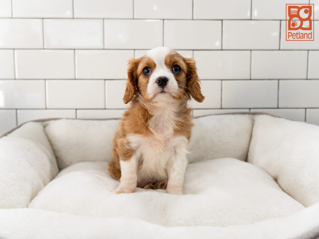 Cavalier King Charles Spaniel Image #1