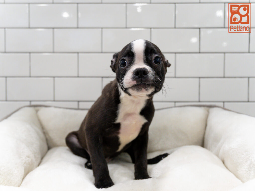 Boston Terrier Image #1