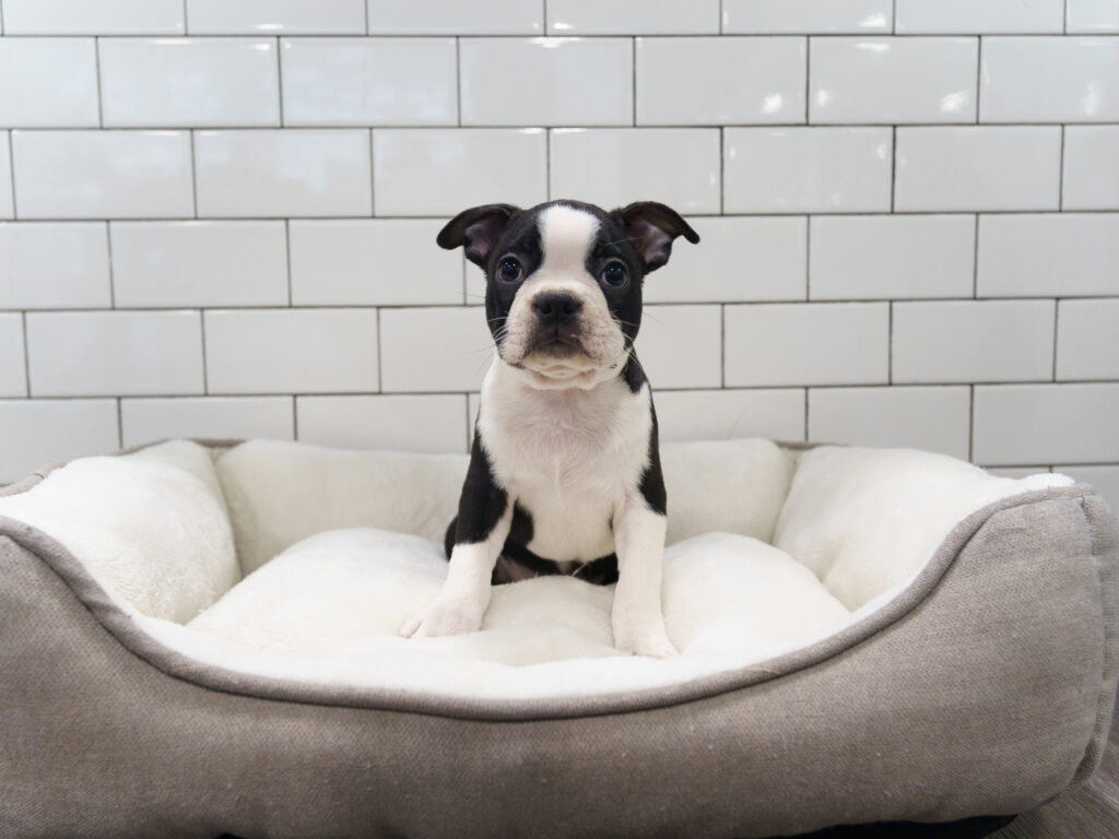 Boston Terrier Image #1