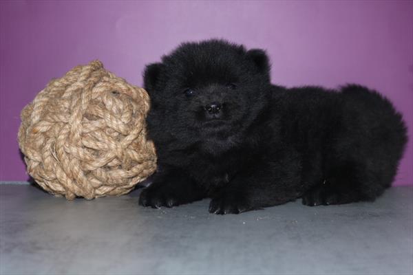 Chow Chow Image #1