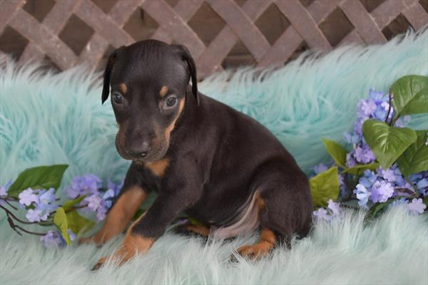 Doberman Pinscher Image #1