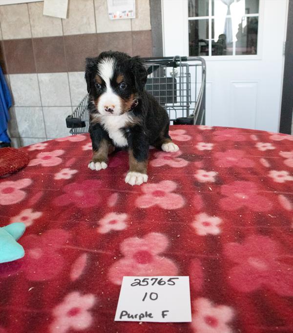 Bernese Mountain Dog Image #1