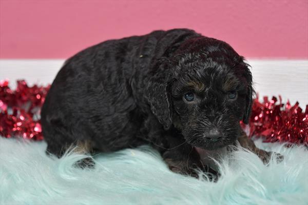 Mini Goldendoodle 2nd Gen Image #1