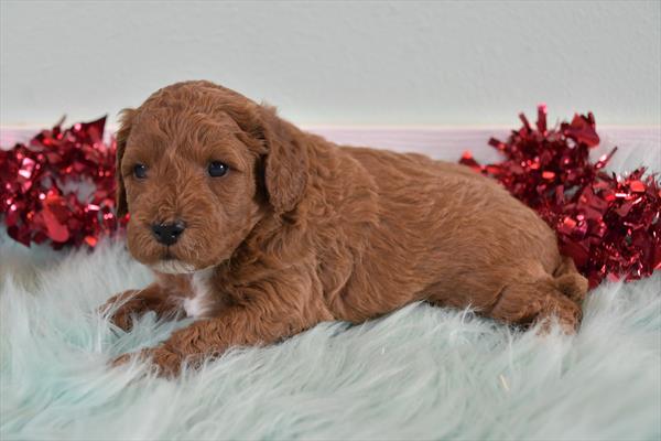 Mini Goldendoodle 2nd Gen Image #1