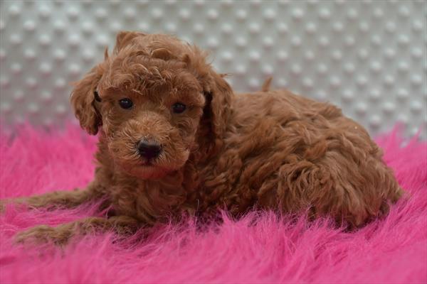 Poodle Image #1