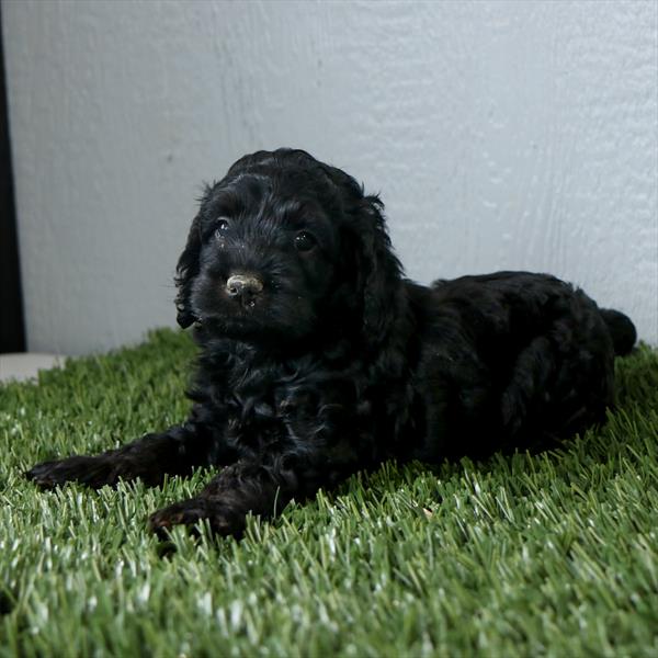 Cockapoo Image #1
