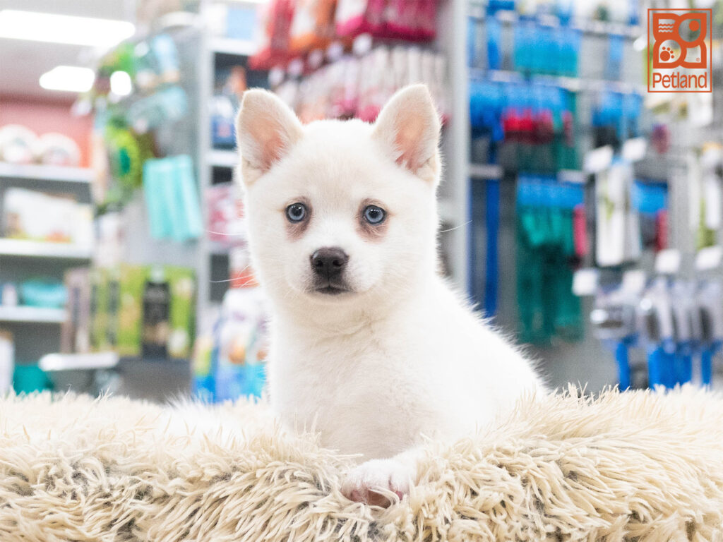 Alaskan Klee Kai Image #1