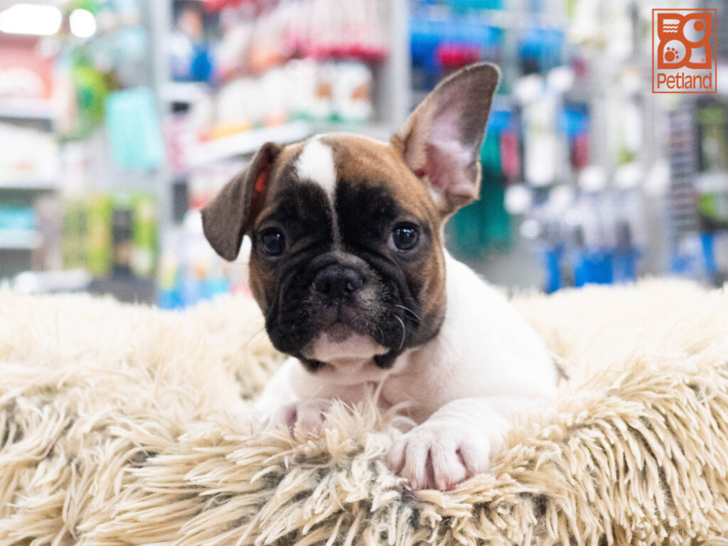 French Bulldog Image #1