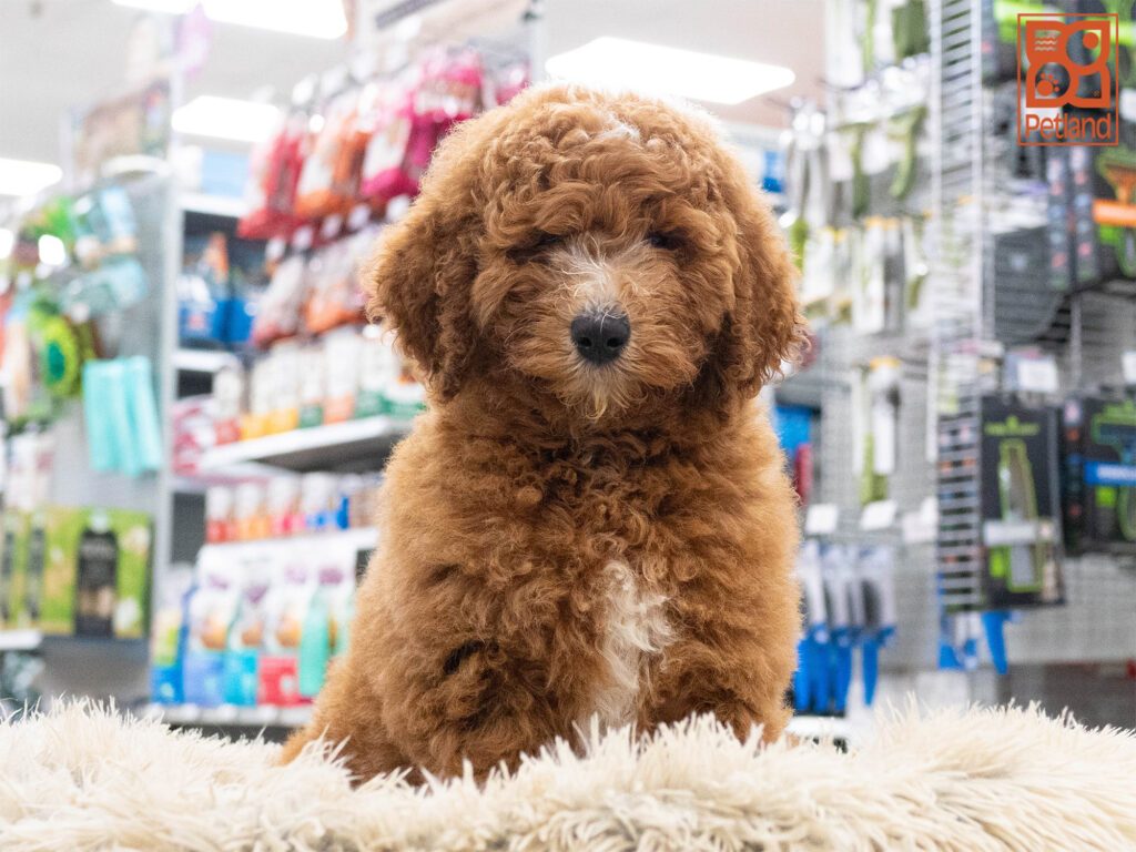 Goldendoodle 2nd Gen Image #1