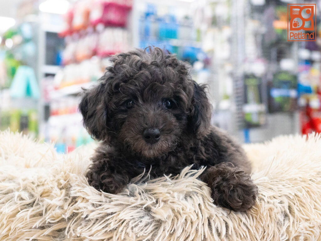 Poodle Image #1