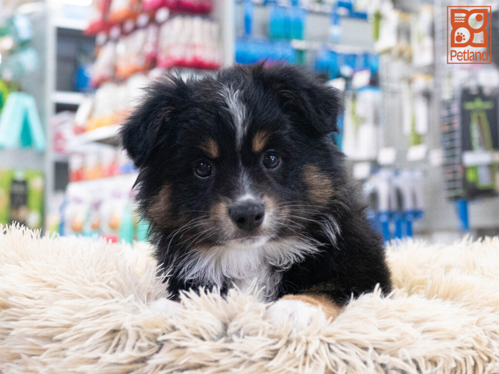 Mini American Shepherd Image #1
