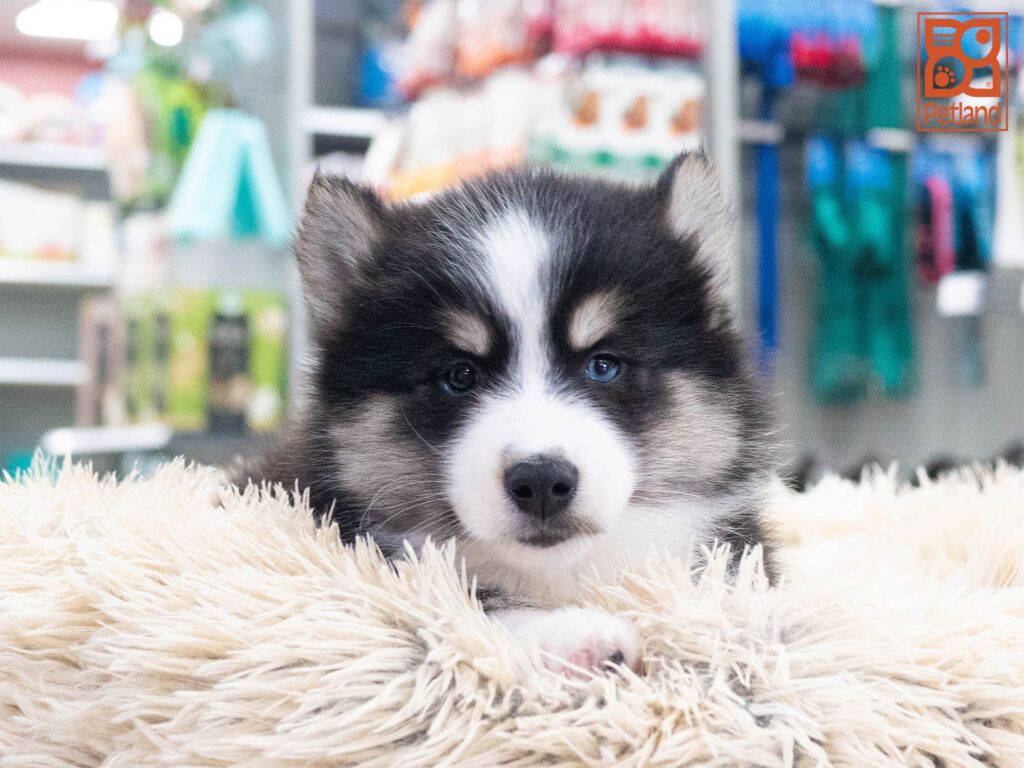 Pomsky 2nd Gen Image #1