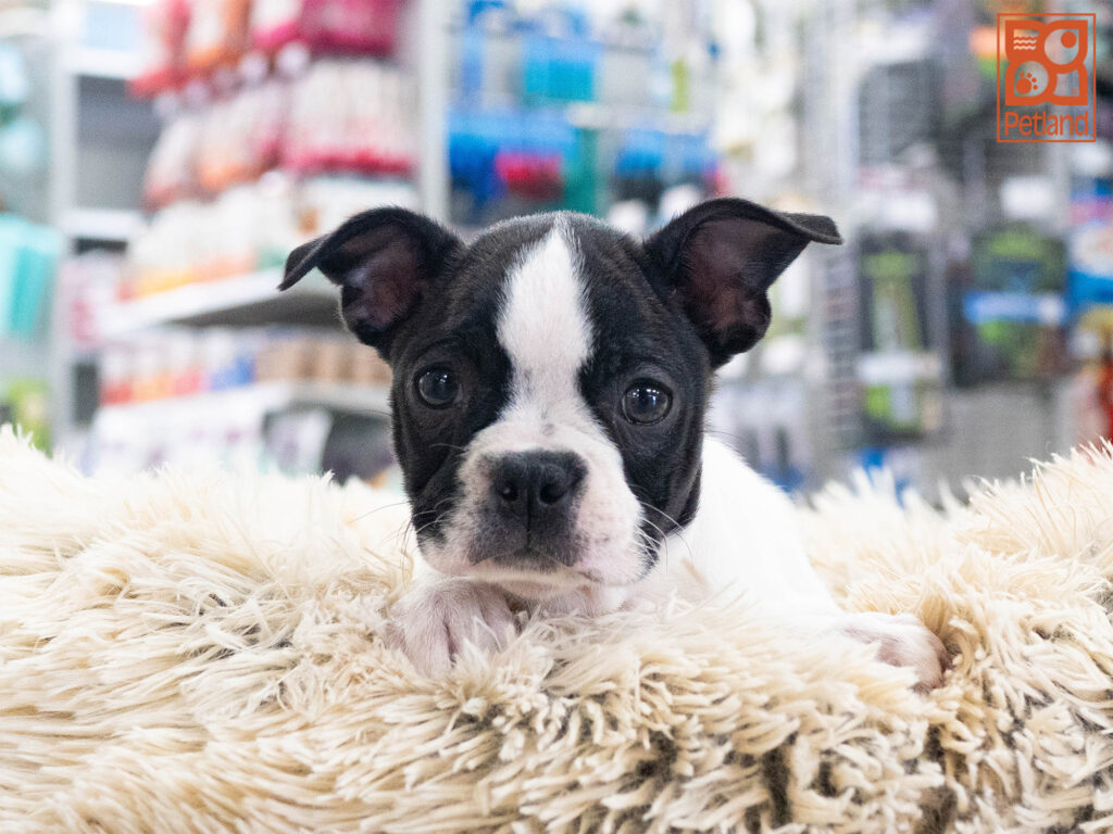 Boston Terrier Image #1
