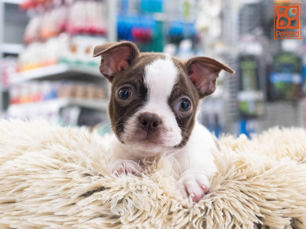 Boston Terrier Image #1