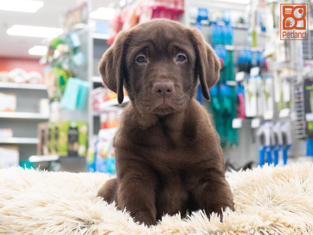 Labrador Retriever Image #1