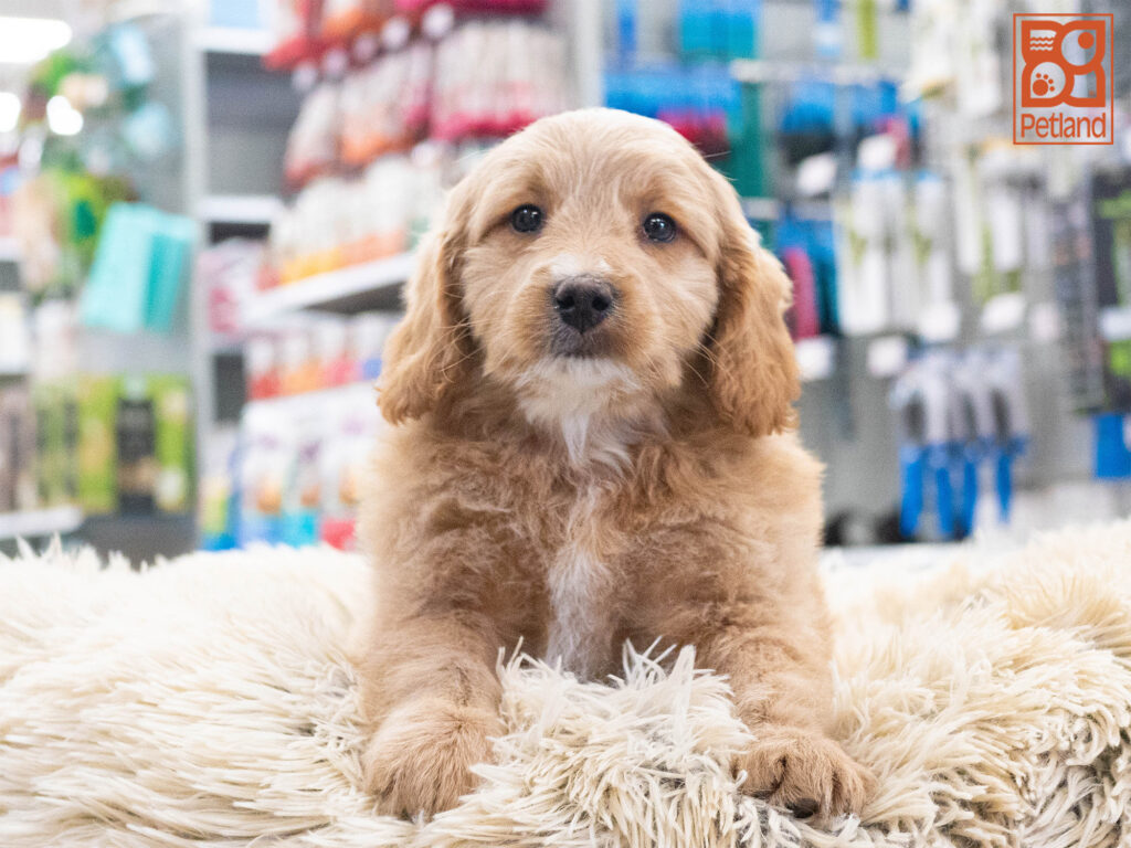 Mini Goldendoodle Image #1