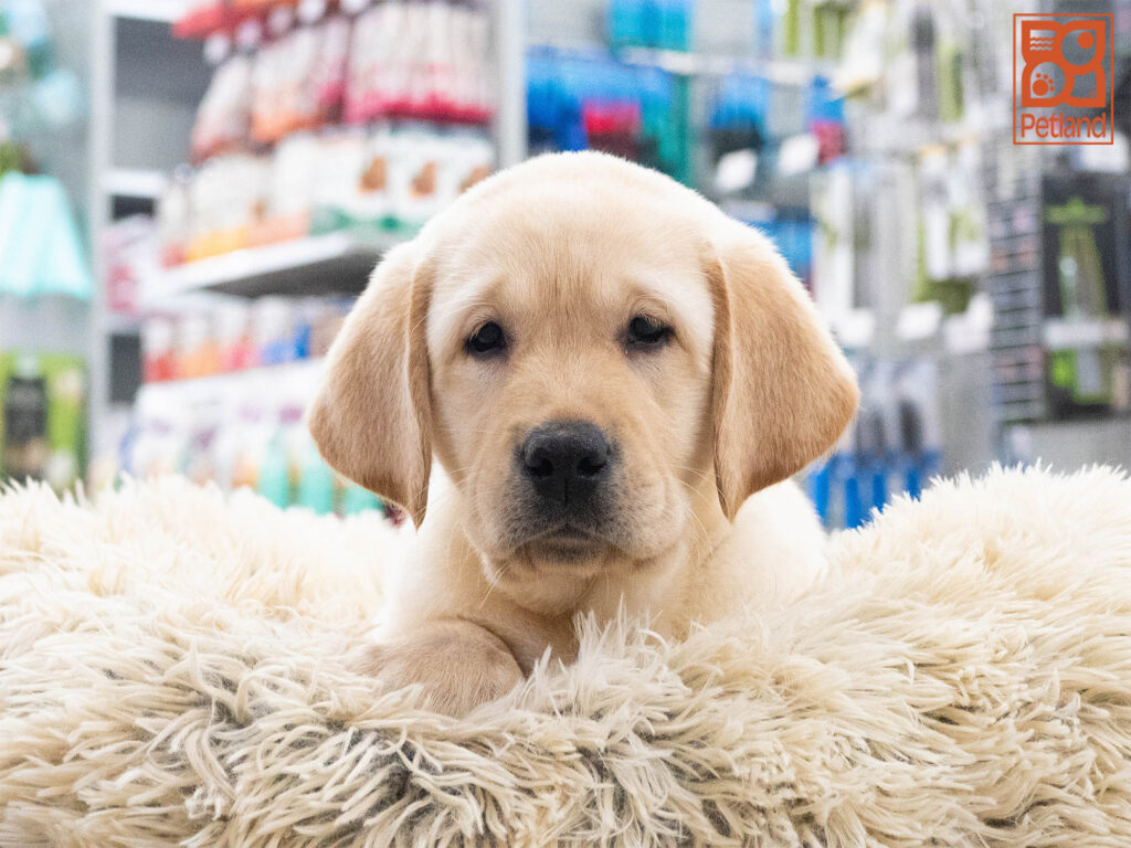 Labrador Retriever Image #1