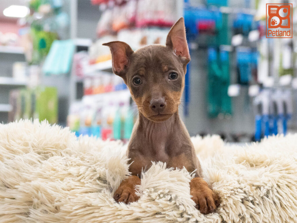 Miniature Pinscher Image #1
