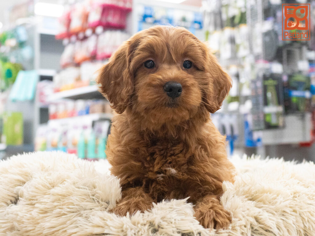 Poodle Image #1