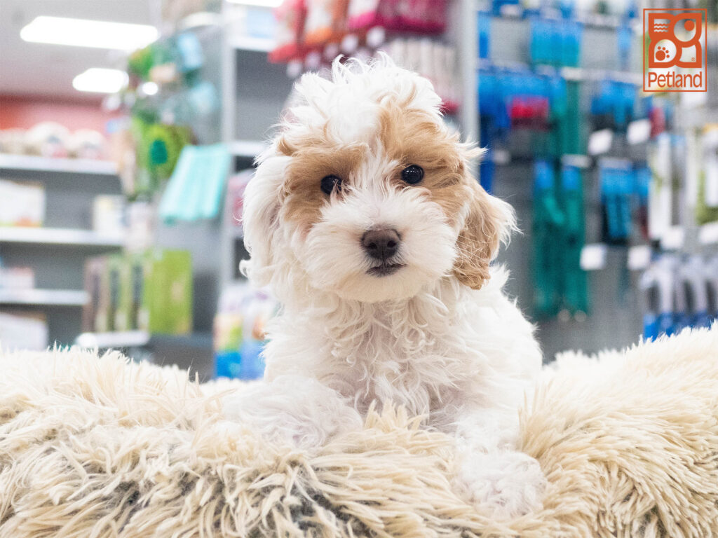 Mini Goldendoodle 2nd Gen Image #1