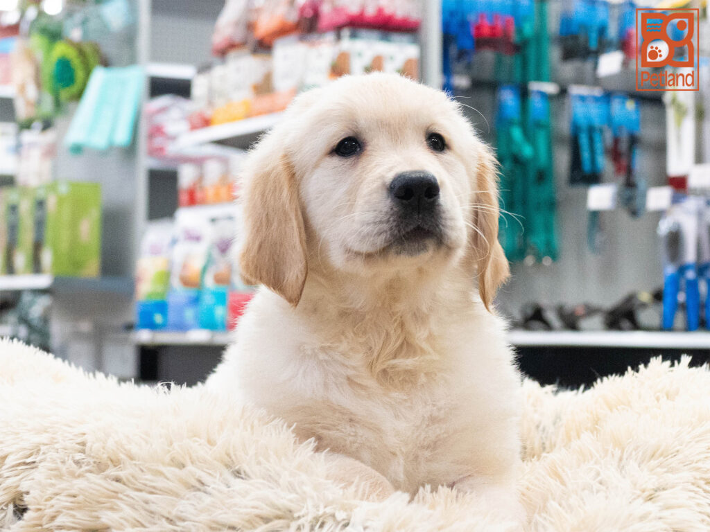 Golden Retriever Image #1
