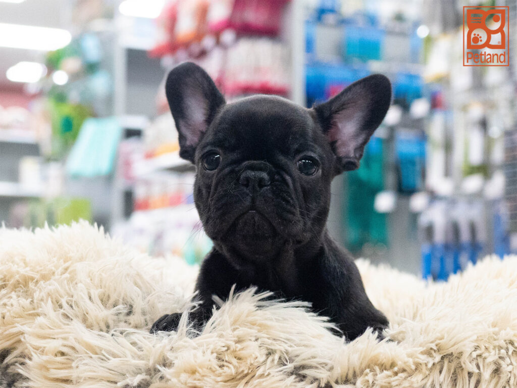 French Bulldog Image #1