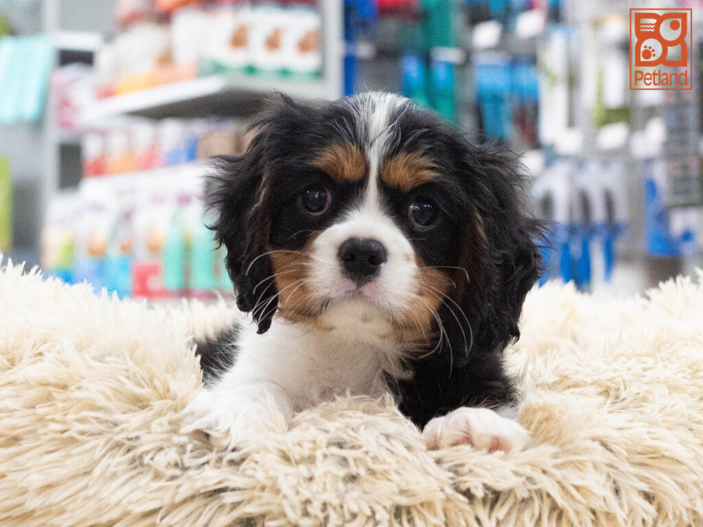 Cavalier King Charles Image #1