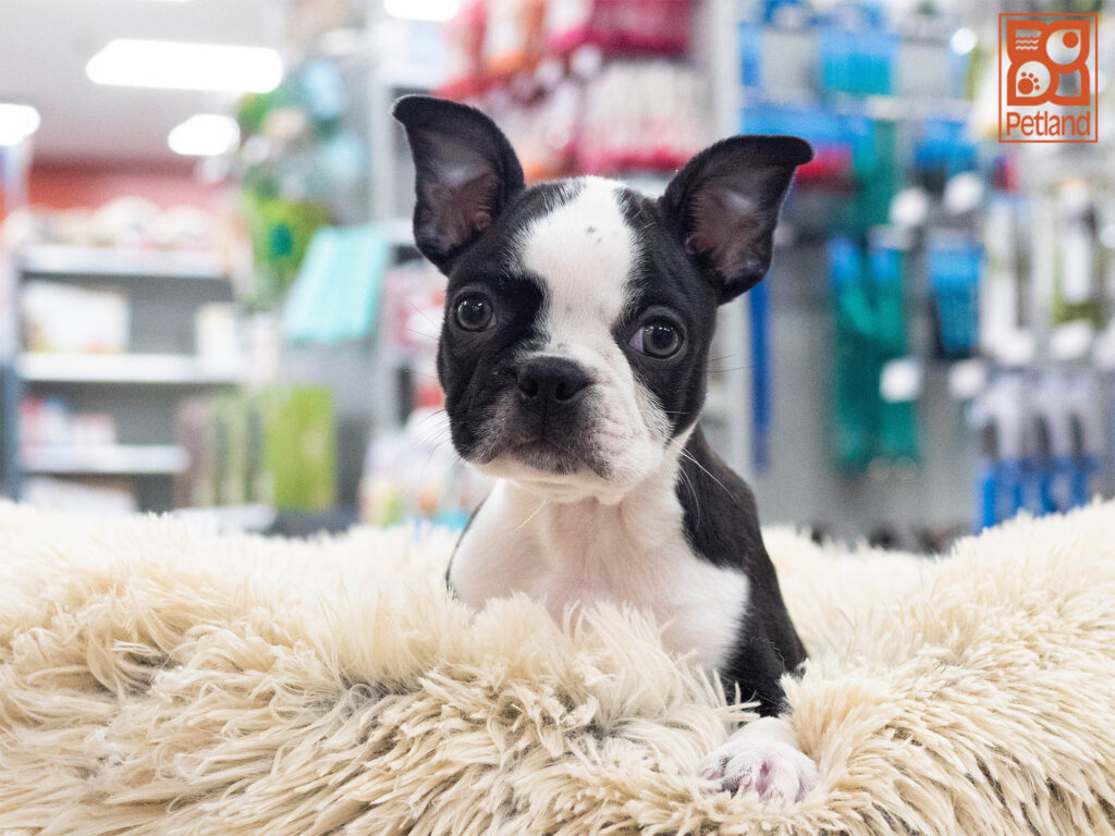 Boston Terrier Image #1
