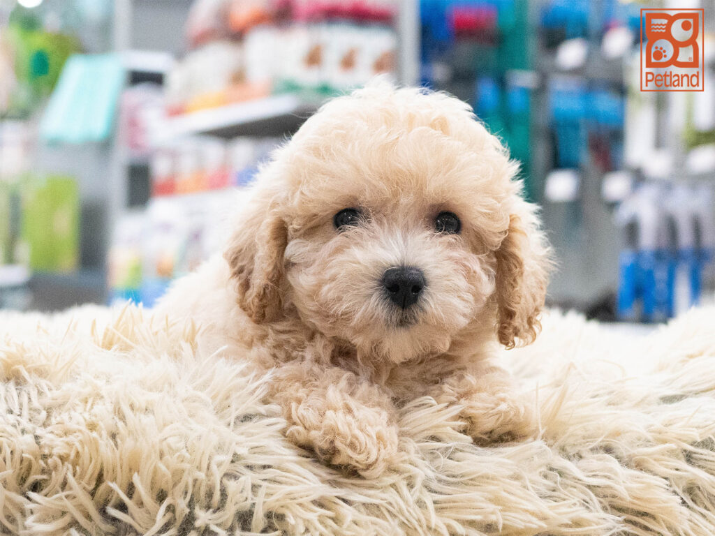 Bichonpoo Image #1
