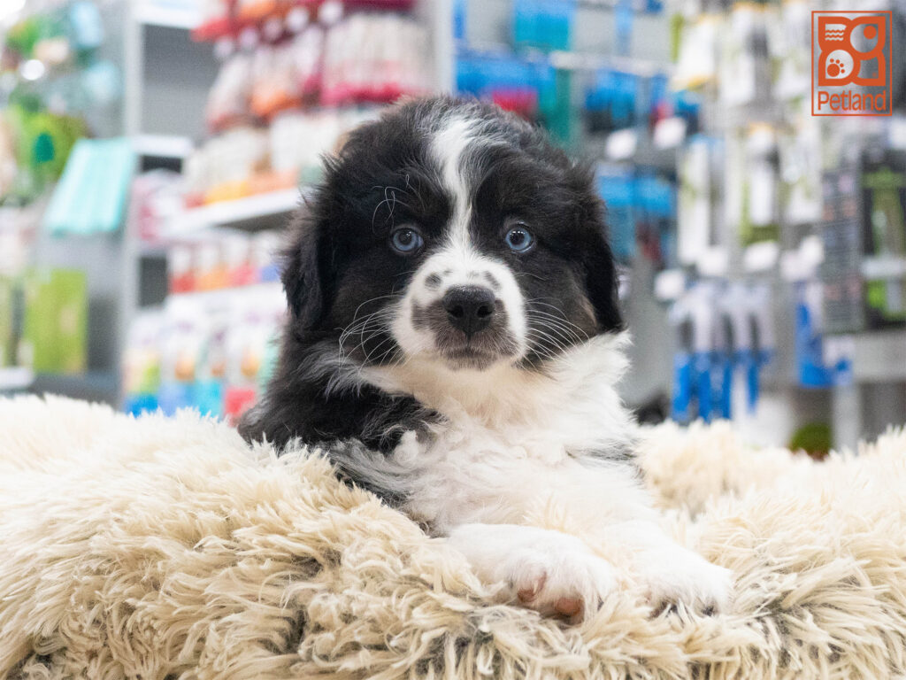 Australian Shepherd Image #1