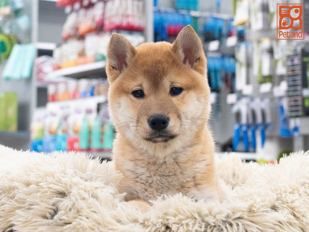 Shiba Inu Image #1