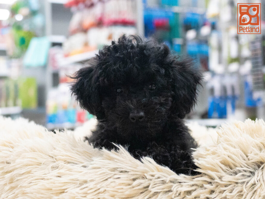 Poodle Image #1