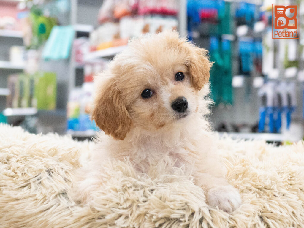 Pomapoo Image #1