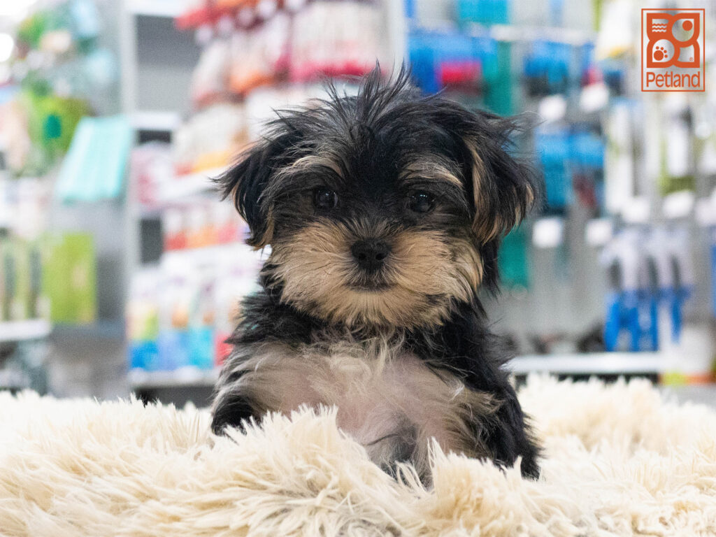 Morkie Image #1