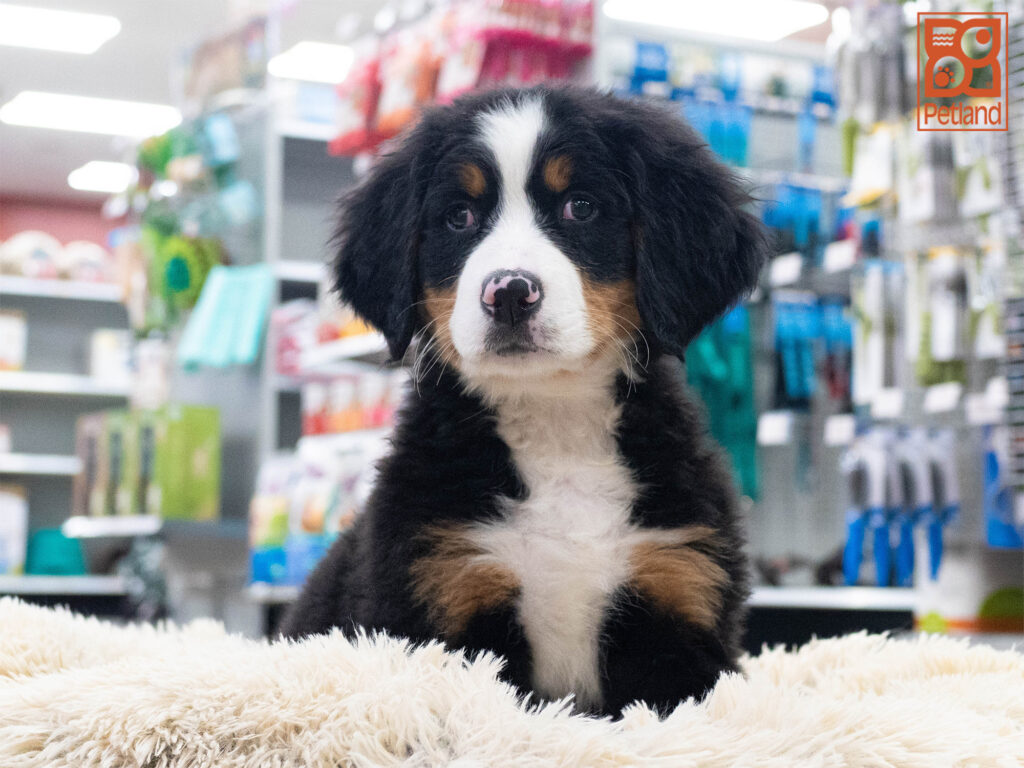 Bernese Mountain Dog Image #1