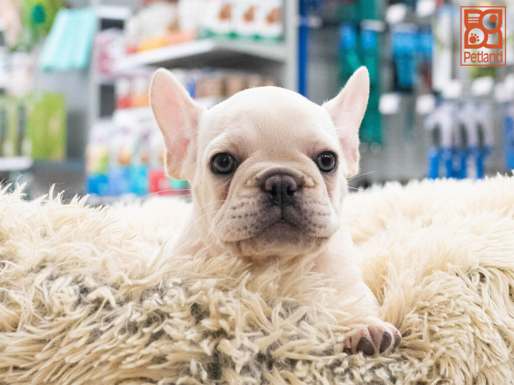 French Bulldog Image #1