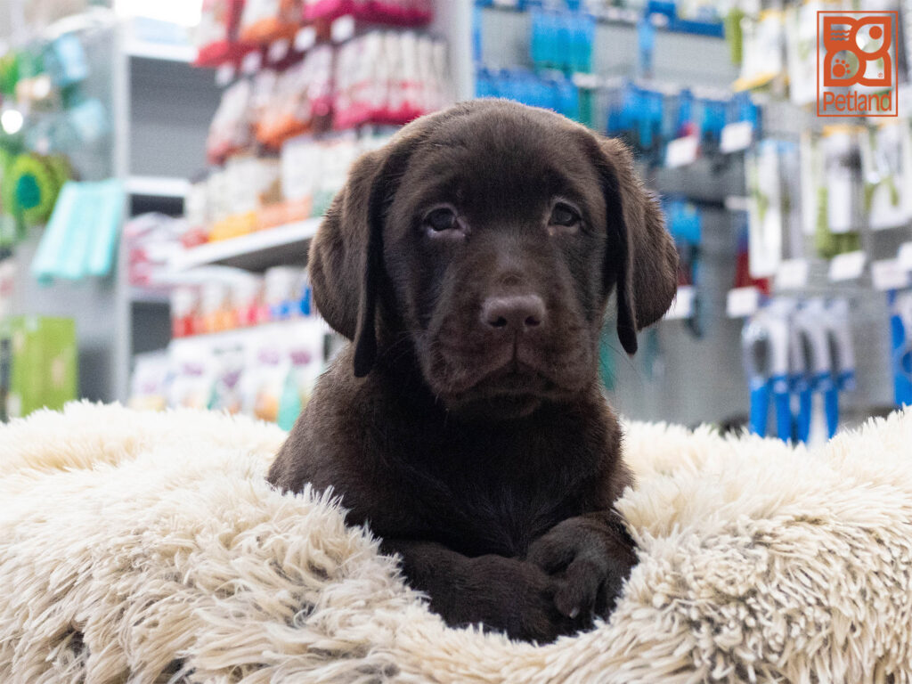 Labrador Retriever Image #1
