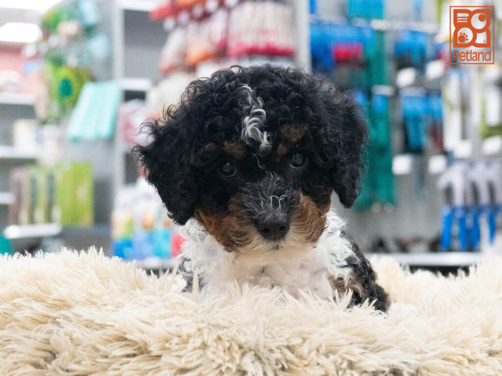 Mini Bernadoodle 2nd Gen Image #1
