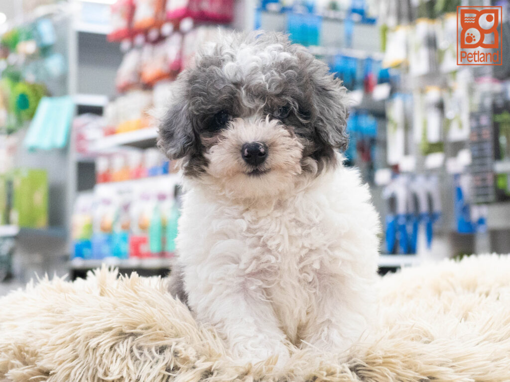 Poodle Image #1