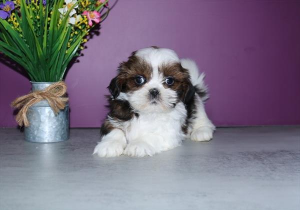 Shih Tzu Image #1