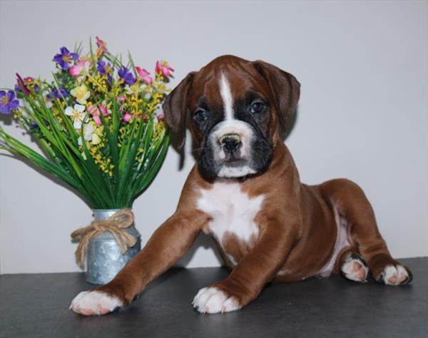 Boxer Image #1