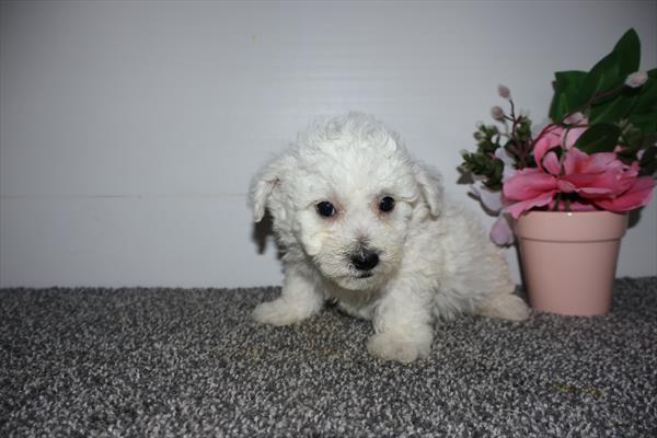 Bichon Frise Image #1