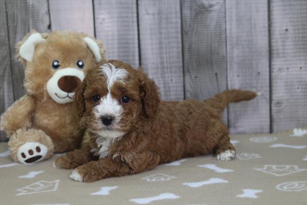 Cavapoo Image #1